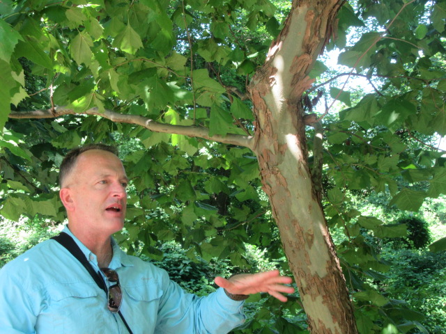 2022 ecol walk sycamore