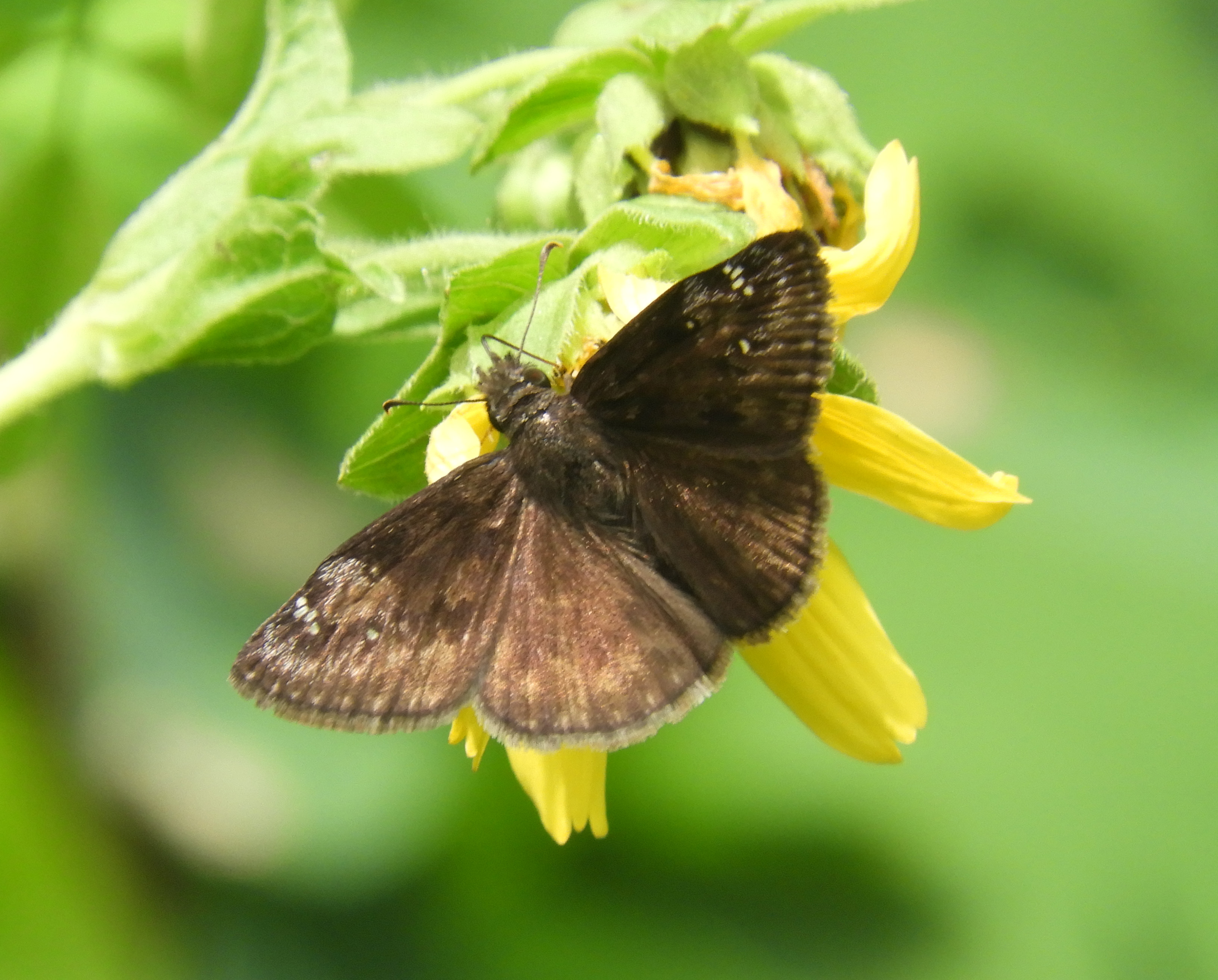 BW Horaces duskywing butterfly