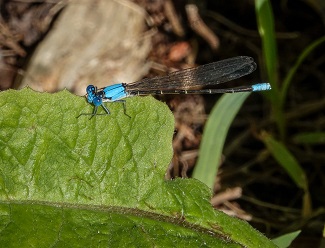 Blue-fronted dancer damselfly Blue-fronted damselfly