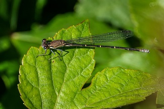 group sifting group sifting