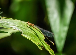 Blue-fronted dancer damselfly Blue-fronted dancer damselfly