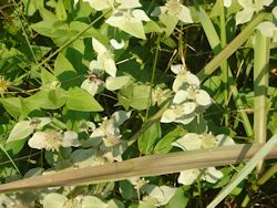 Clustered mountainmint Mint