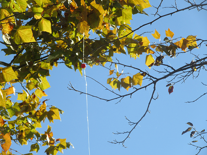 One_sad_note_was_fishing_line_snagged_and_hanging_from_a_tree_a_peril_for_birds._Birds_can_get_tangled_up_in_it-gb-700.jpg