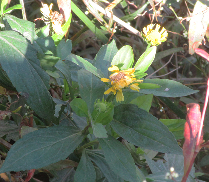 One_spot_of_color_was_sneezewood_Helenium_autumnale_sporting_yellow_blossoms._The_plants_leaves_were_once_used_for_snuff_and_stuffed_up_nostrils_hence_the_name-gb-700.jpg