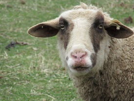 Oxon Hill Farm Oxon Hill Farm