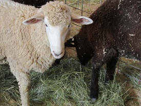 Oxon Hill Farm Oxon Hill Farm