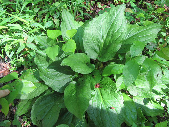 Skunk_cabbage_Symplocarpus_foetidus_and_deer_tongue_Dichanthelium_clandestinum_were_thriving_along_the_stream_bank-1-700.jpg