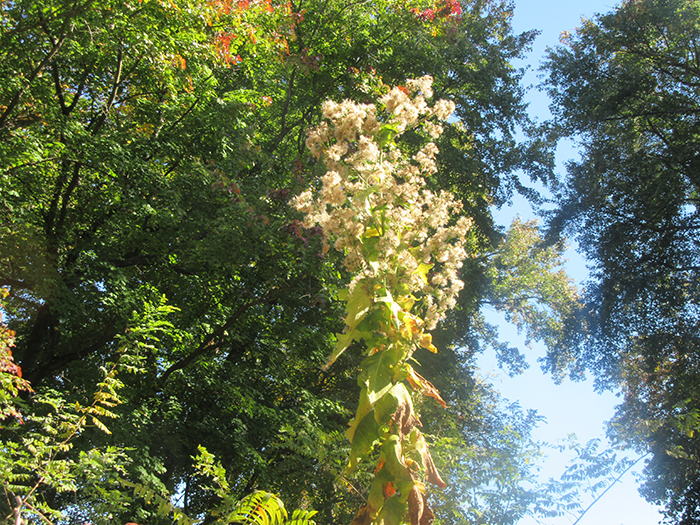The_drying_flowers_of_ten-foot_blue_lettuce_Lactuca_perennis_plants_were_fluffy_dispersing_seeds_via_the_wind-gb-700.jpg