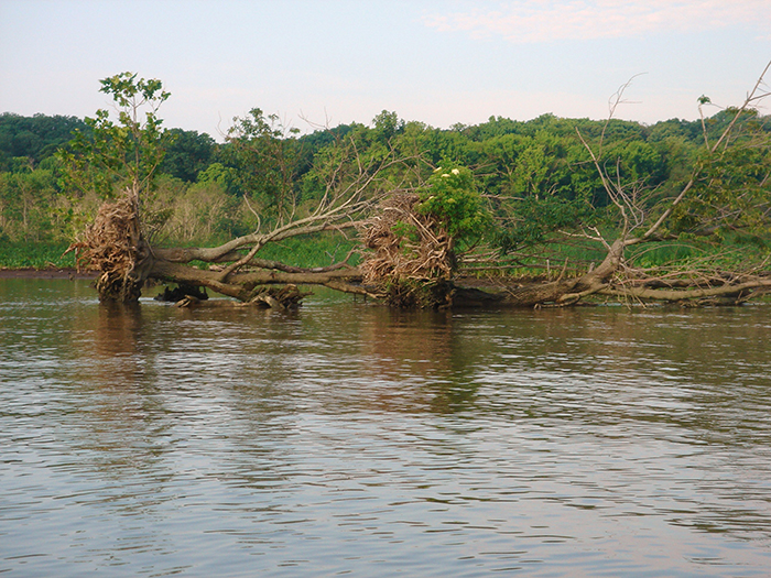 Trees falling gb med