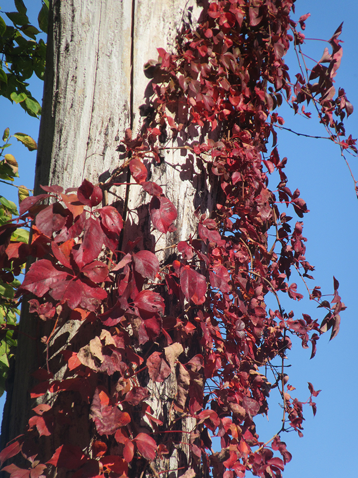 Virginia_creeper_Parthenocissus_quinquefolia_vines_climbing_up_trees_put_on_a_show_Chatham_said_displaying_their_bright_red_hues_in_the_sunUnlike_English_ivy_vines_Virginia_creeper_vines_do_not_kill_trees_she_stressed-gb-700.jpg