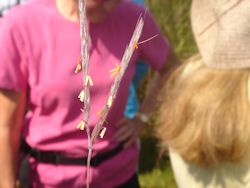 Little bluestem grass anthers anthers