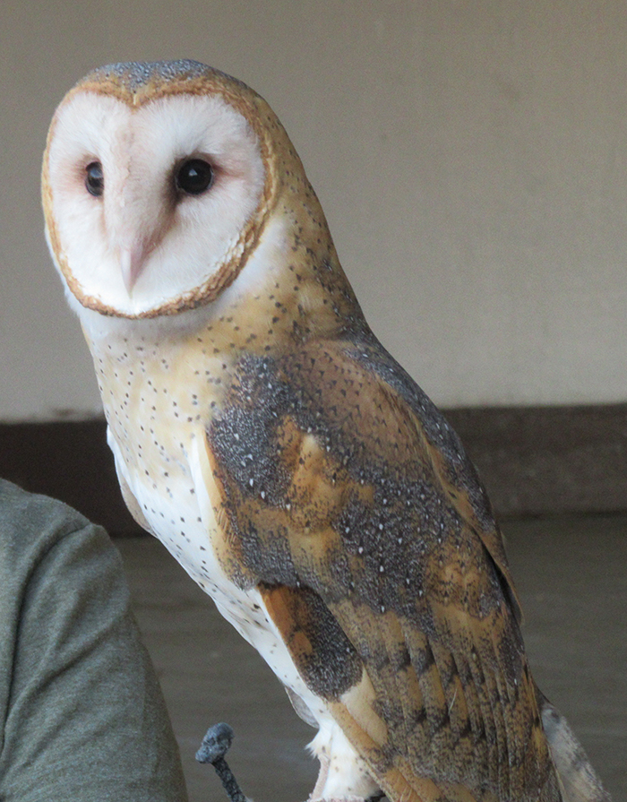 barn owl
