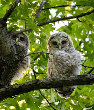 two owlets two owlets