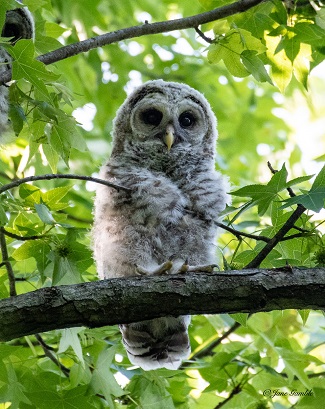 owlet owlet