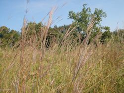 Little bluestem grass bluestem