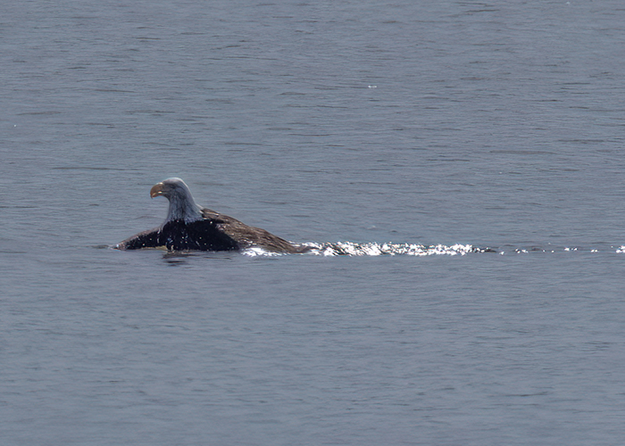 [Photo] Bald eagle swimming toward shoreline. 1 of 3 &nbsp; &nbsp;All photos by Julia Tanner