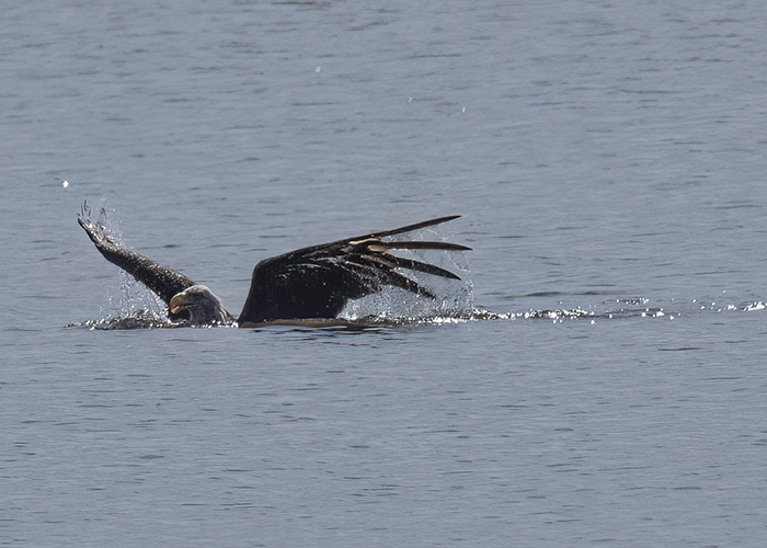 [Photo] Bald eagle swimming toward shoreline. 2 of 3