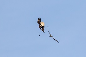 Eagle and osprey Eagle and osprey