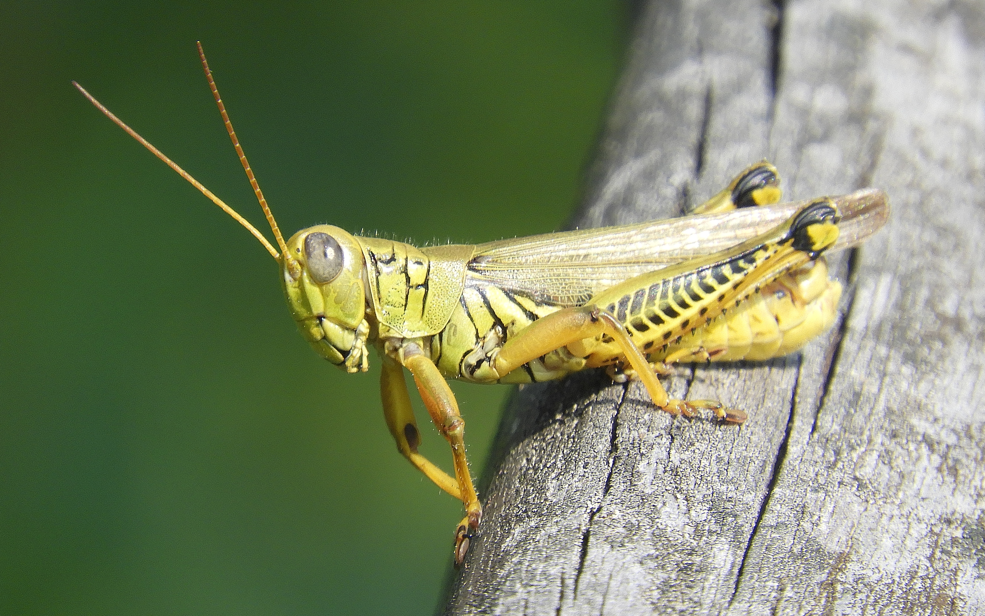 grasshopper 2