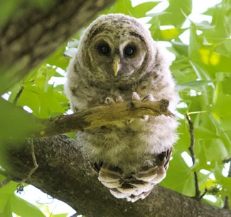 owlet owlet