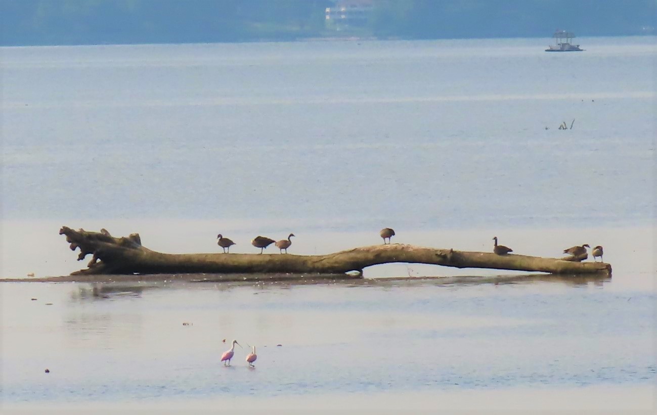 spoonbill joan mashburn 1